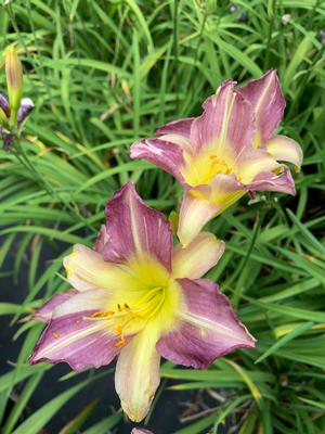 Hemerocallis Blue Sheen