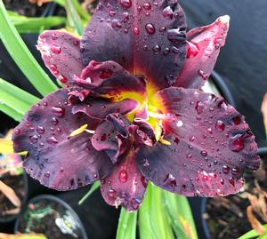 Hemerocallis Bogeyman