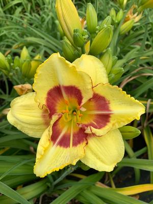 Hemerocallis Monterey Jack