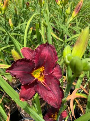 Hemerocallis Raspberry Suede