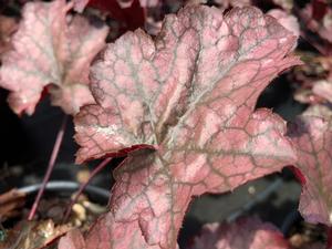 Heuchera Amethyst Mist