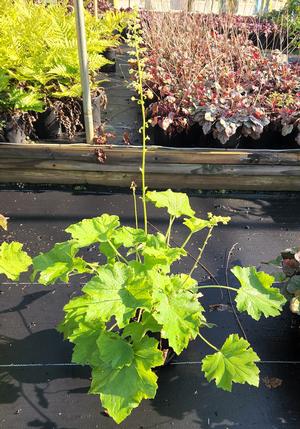 Heuchera villosa var. macrorhiza Autumn Bride