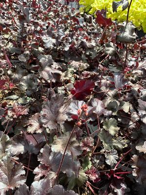 Heuchera Black Pearl