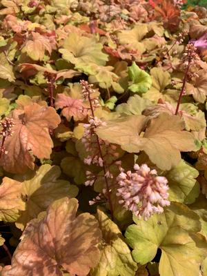 Heuchera Champagne