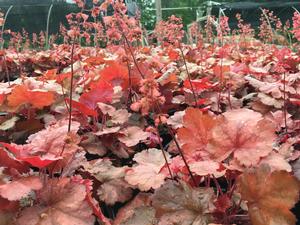 Heuchera Cherry Cola