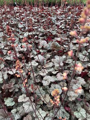 Heuchera Silver Scrolls