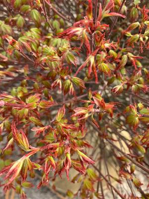 Acer palmatum Murasaki Kiyohime