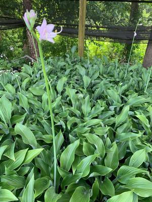 Hosta Krossa Regal