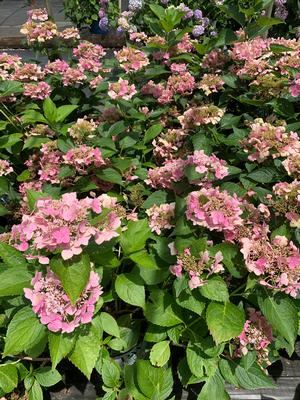 Hydrangea macrophylla Lets Dance® Starlight (PP20019) 