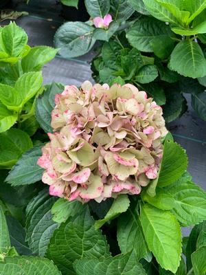 Hydrangea macrophylla Merritts Supreme