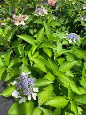 Hydrangea serrata Tokyo Delight