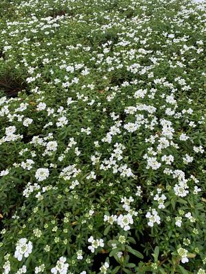 Iberis sempervirens Snowflake