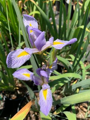 Iris versicolor 