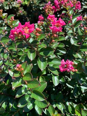 Lagerstroemia indica Pocomoke