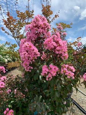 Lagerstroemia indica Rhapsody in Pink