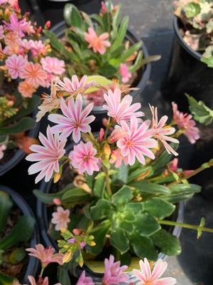 Lewisia Rainbow Mix