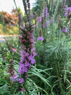 Liatris spicata Kobold