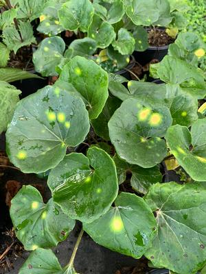 Ligularia tussilanginea Aureo Maculata