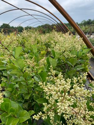 LIGUSTRUM JAPONICUM DAVIDSONS HARDY