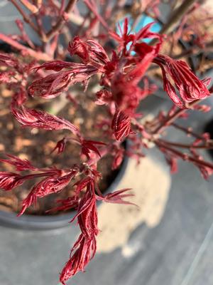 Acer palmatum Shaina