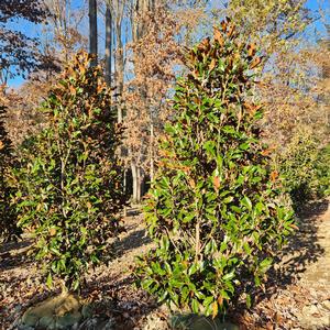 Magnolia grandiflora Kay Parris