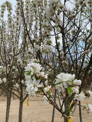 Malus Spring Snow