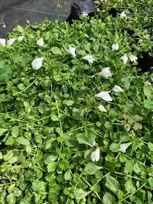 Mazus reptans Alba