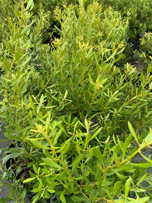 Myrica cerifera Don's Dwarf