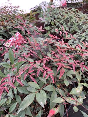 Nandina domestic Flirt™ (PP21391) 