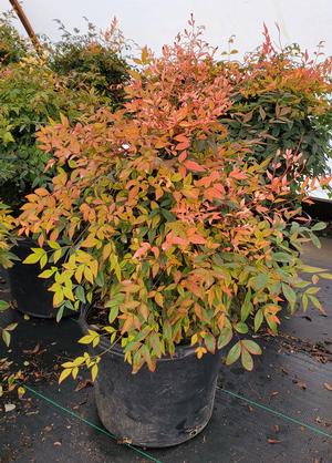 Nandina domestica Gulf Stream