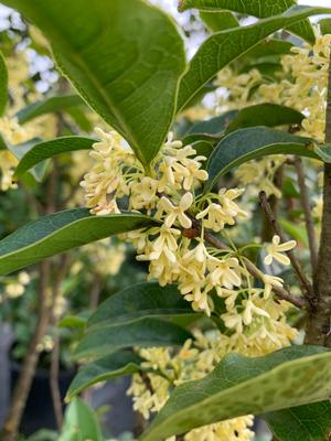 Osmanthus fragrans 