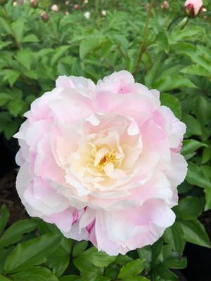 Paeonia lactiflora Shirley Temple