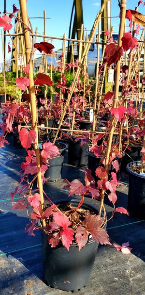 Parthenocissus tricuspidata 