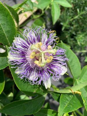 Passiflora caerulea 