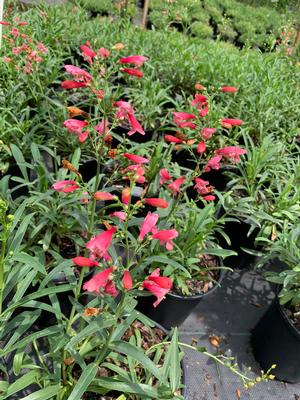 Penstemon Delft Red Riding Hood