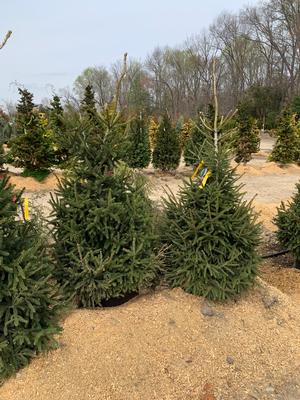 Picea orientalis Gowdy