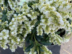 Pieris japonica Purity