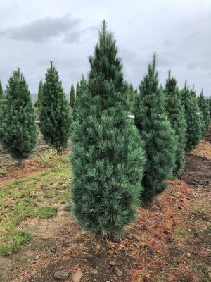 Pinus strobus Stowe Column Pillar