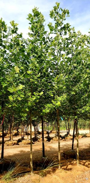 Platanus x acerifolia Exclamation