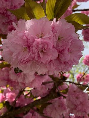 Prunus serrulata Kwanzan