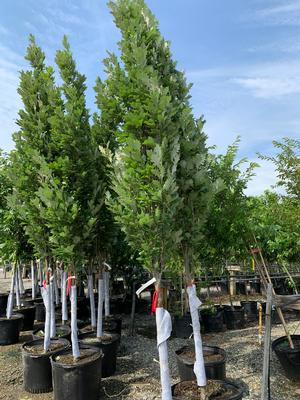 Quercus robur Regal Prince