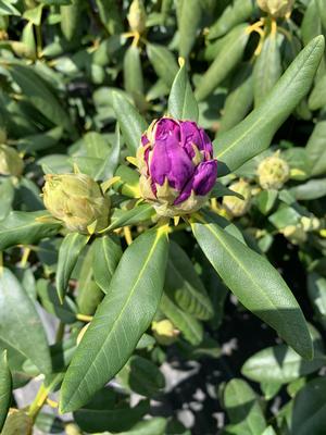 Rhododendron Purpureum Elegans