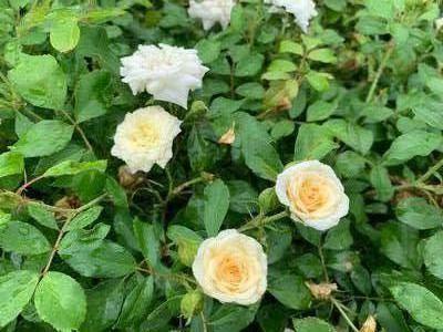 ROSA Drift® White (PP28054) 