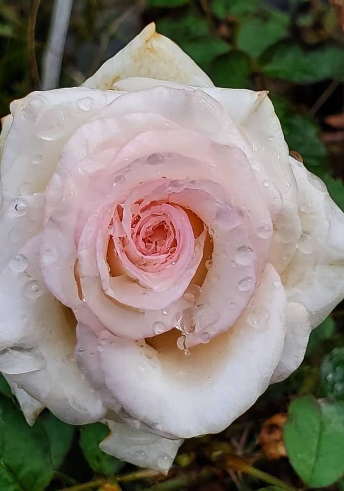 Rosa Mother of Pearl®(PP18707) 