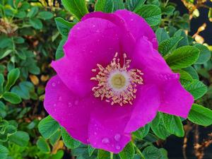 ROSA RUGOSA 