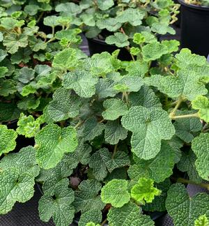 Rubus calycinoides 