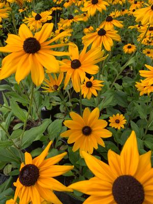 Rudbeckia hirta Indian Summer