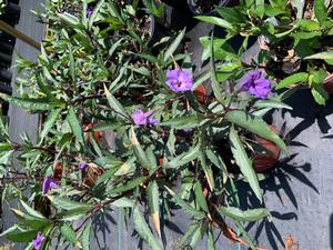 Ruellia simplex Purple Showers