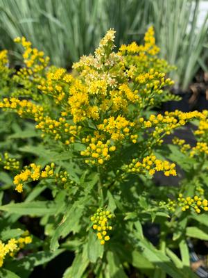 Solidago dansolitlem Little Lemon®