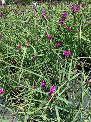 Tradescantia Red Grape